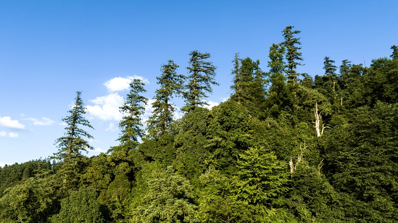 黎平县南泉山生态公园景观 (3)_proc.jpg