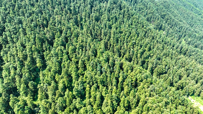 黎平县南泉山生态公园林海苍茫_proc.jpg