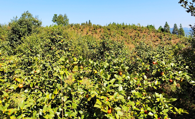 2023年10月15日，洪州镇仁里村油茶种植示范基地，拍摄者：杨再新_proc.jpg